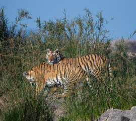 Tigers cubs in the wild