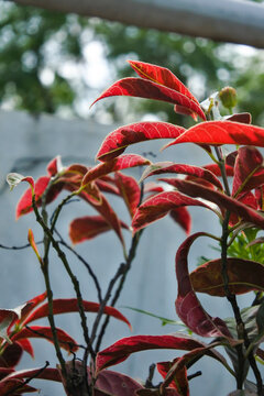 reddish leaves of sambung dara, chinese croton, blindness tree or jungle fire plant (Excoecaria cochinchinensis) thrive in the garden