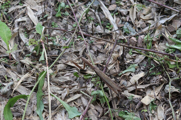 Mantis insect hiding itself in protective color
