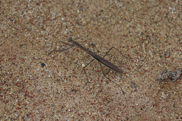 Mantis insect hiding itself in protective color