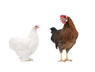 two chicken isolated on white background