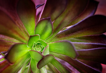 Purple leafed Aeonium (tree houseleak) sunlight