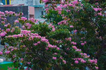 Fototapeta na wymiar Tabebuia rosea trees or Pink trumpet trees are in bloom along the road in Dien Bien Phu st, Ho Chi Minh city, Vietnam