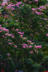 Tabebuia rosea trees or Pink trumpet trees are in bloom along the road in Dien Bien Phu st, Ho Chi Minh city, Vietnam