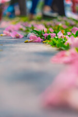 Tabebuia rosea trees or Pink trumpet trees are in bloom along the road in Dien Bien Phu st, Ho Chi Minh city, Vietnam