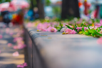 Tabebuia rosea trees or Pink trumpet trees are in bloom along the road in Dien Bien Phu st, Ho Chi Minh city, Vietnam
