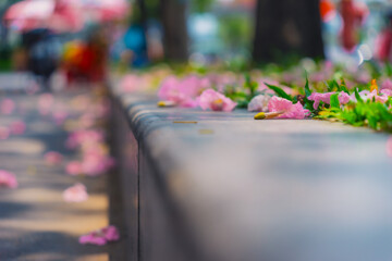Tabebuia rosea trees or Pink trumpet trees are in bloom along the road in Dien Bien Phu st, Ho Chi Minh city, Vietnam