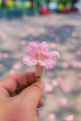 Tabebuia rosea trees or Pink trumpet trees are in bloom along the road in Dien Bien Phu st, Ho Chi Minh city, Vietnam