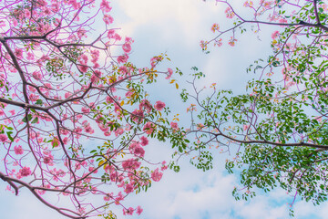 Tabebuia rosea trees or Pink trumpet trees are in bloom along the road in Dien Bien Phu st, Ho Chi Minh city, Vietnam