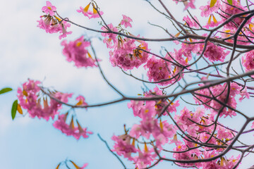 Tabebuia rosea trees or Pink trumpet trees are in bloom along the road in Dien Bien Phu st, Ho Chi Minh city, Vietnam