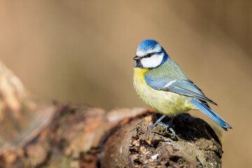 Eurasian blue tit (Cyanistes caeruleus) in spring in the nature protection area Mönchbruch near Frankfurt, Germany.