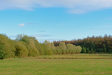 Fototapeta premium Autumn landscape with meadow and trees under a cloudy sky in bourgoyen nature reserve, Ghent, Flanders, Belgium 