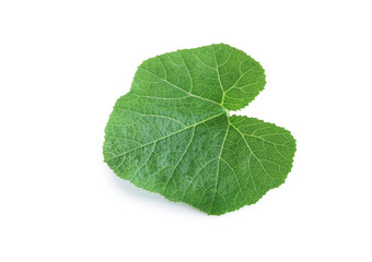 Pumpkin leaf isolated on white background with clipping path.
