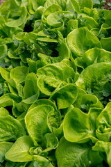 Winter lettuce growing in the greenhouse. Organic vegetable garden. Fresh healthy food.