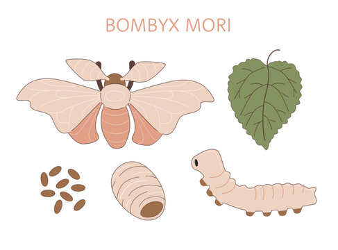 Life cycle of silk moth (Bombyx mori). Caterpillar, cocoon, butterfly, silkworm and mulberry leaf.  