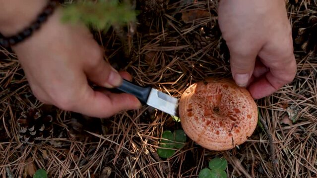 Picking mushrooms in the mountains, with a knife he cuts the stem of a niscalo or saffron milk cap, scientific name lactarius deliciosus