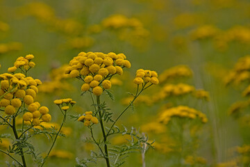 Close up of bright yellow tansy flowers - Tanacetum vulgare