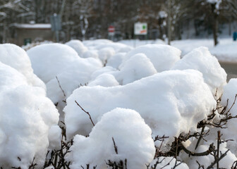  snowy tree branches, thick layer of snow covers the tree branches