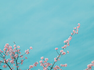 cherry blossom