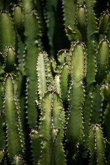 Cactus backdround, cacti design or cactaceae pattern.