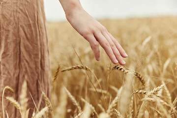 touching golden wheat field the farmer concerned the ripening of wheat ears in early summer sunny day