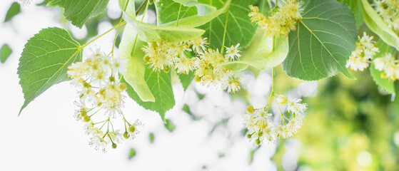 Spring banner background with Linden tree flowers clusters tilia cordata, europea, small-leaved lime, littleleaf linden bloom. Pharmacy, apothecary, natural medicine, healing herbal tea, aromatherapy - obrazy, fototapety, plakaty