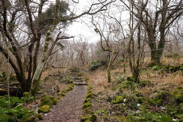 dreary winter forest with path