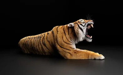 Fototapeten Tiger roar portrait on black © Photocreo Bednarek