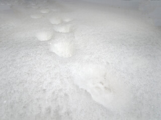 Pet tracks on soft snow