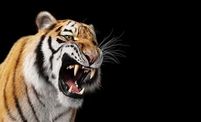 Zelfklevend Fotobehang Tiger roar portrait on black © Photocreo Bednarek