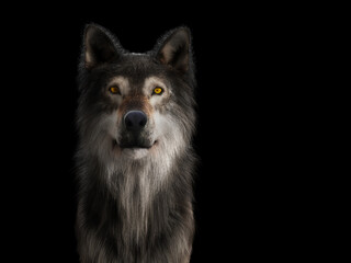 Wolf portrait on black
