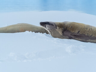Antarctic fur seal resting on an ice flow, Wilhelmina Bay, Antarctic Peninsula, Antarctica