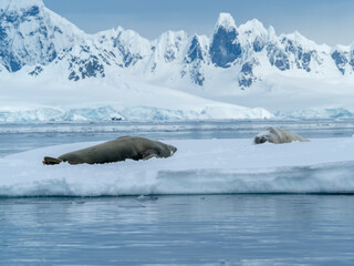 Fototapeta premium Antarctic fur seal resting on an ice flow, Wilhelmina Bay, Antarctic Peninsula, Antarctica