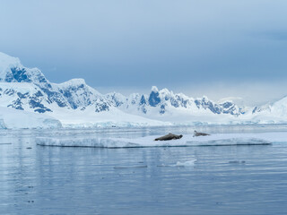 Antarctic fur seal resting on an ice flow, Wilhelmina Bay, Antarctic Peninsula, Antarctica