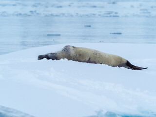 Antarctic fur seal resting on an ice flow, Wilhelmina Bay, Antarctic Peninsula, Antarctica