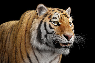 Fototapeta na wymiar Tiger portrait on black