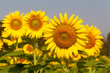 roll of sunflower in field