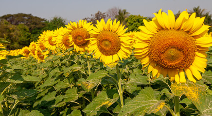 Fototapeta premium roll of sunflower in field