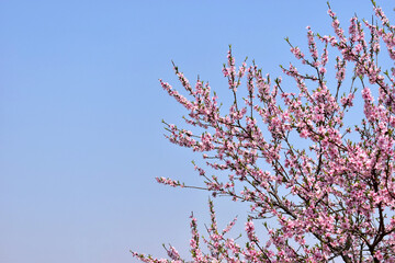 봄에 활짝핀 복사꽃