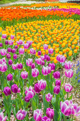 チューリップ　チューリップ畑　花　花壇