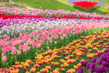 チューリップ　チューリップ畑　花　花壇