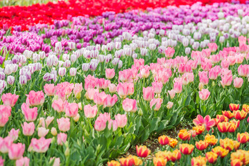 チューリップ　チューリップ畑　花　花壇