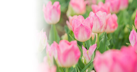 Obraz premium チューリップ チューリップ畑 花 花壇