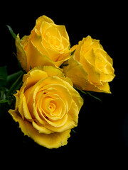 Closeup of three beautiful yellow roses isolated on black background. Pretty bright roses.