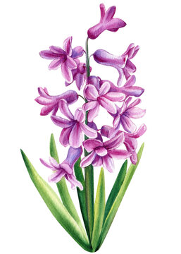 Spring hyacinth flower on isolated white background, watercolor illustration, botanical painting