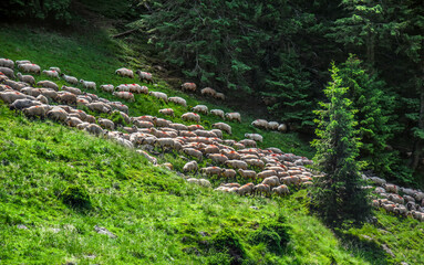 A flock of sheep on the mountain
