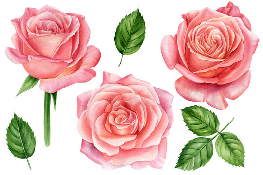 Set of elements, roses greeting card watercolor