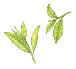 お茶の葉　茶葉　手描き