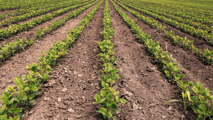 Fototapeta na wymiar Rows of soybean crops in diminishing perspective