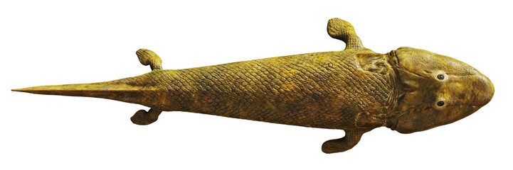 Tiktaalik, extinct transitional species between fish and legged animals isolated on white background, top view 